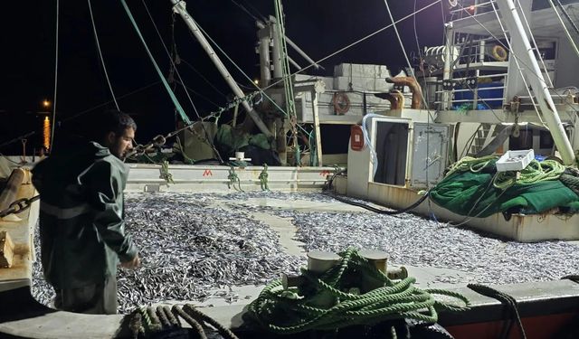 Hamsi Kastamonu'yu sevdi, bereketi yüz güldürdü