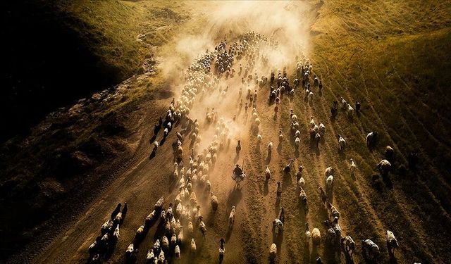 Kastamonu’da hayvancılık desteği başvuru tarihleri açıklandı