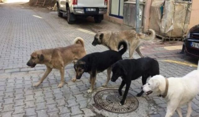 Kastamonu'nun ilçesinde 423 sahipsiz köpek toplandı
