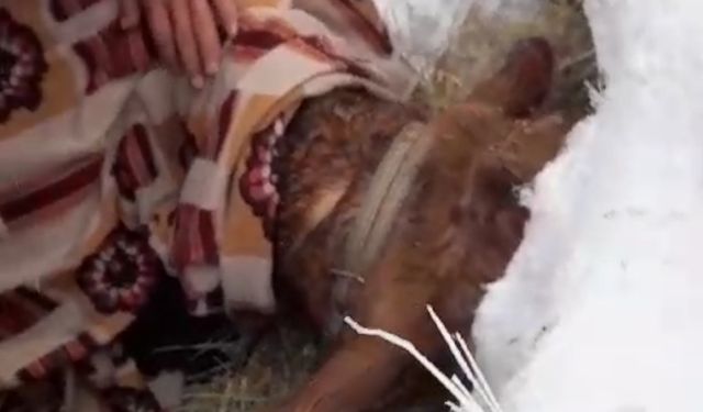 Karda ahırı çöken Cideli vatandaş yardım bekliyor