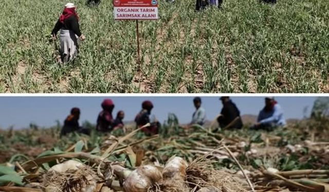 Taşköprü Sarımsağına bir rakipte Aksaray’dan