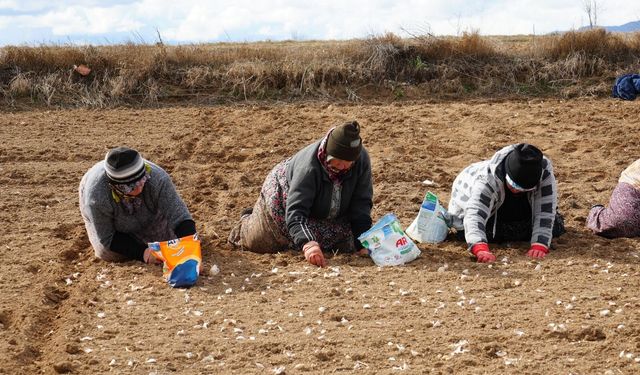 Taşköprü sarımsağı Kastamonu'da toprakla buluştu