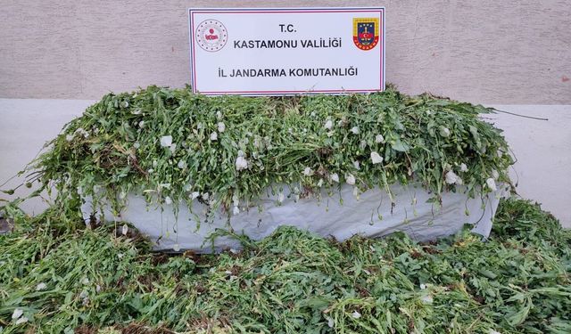 Araç’ta yasadışı tarla ortaya çıktı