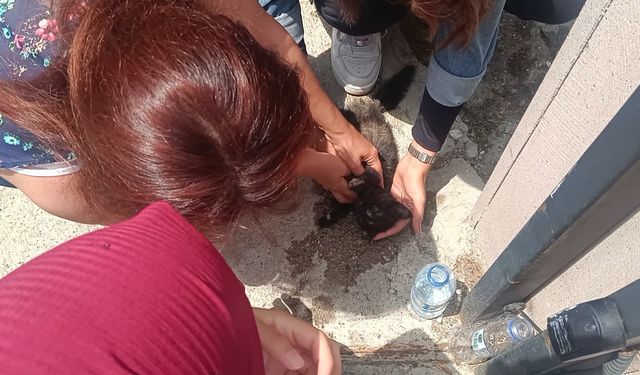 Kastamonu’da aracın çarptığı yavru kedi, kalp masajıyla hayata döndü