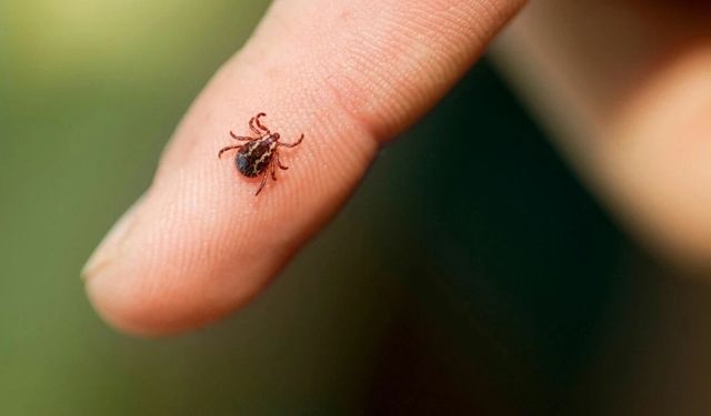 Kastamonu riskli bölgede: Keneye dikkat!