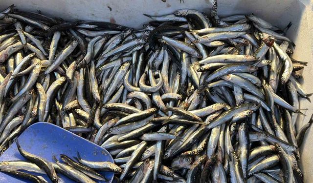 Palamut göç etti, tezgahların yıldızı hamsi oldu