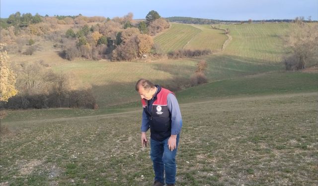 Kastamonu’da yem bitkileri için arazi kontrolleri devam ediyor