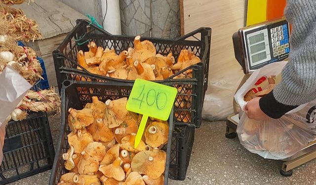 Kastamonulular mantara hasret kaldı