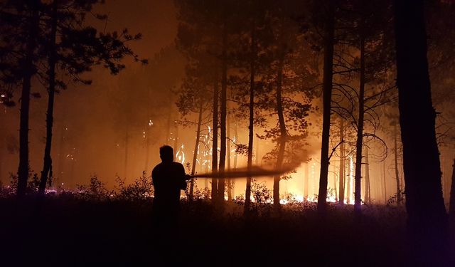 Küle dönen bin 256 hektarlık orman yeniden canlanıyor