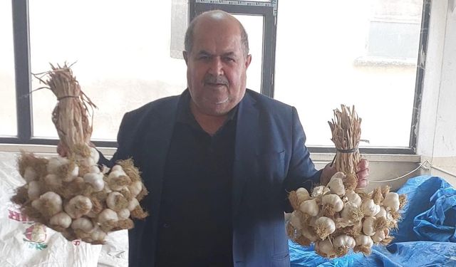 “Kastamonu Taşköprü sarımsağı rakipsiz”