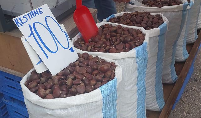 Yerli Kestane’de altın dönem