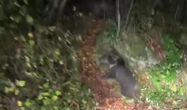 Cideli fenomen ailenin karşısına ayı ve yavrusu çıktı