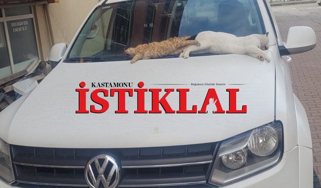 Cide’de iki kedi gözleri oyulmuş halde ölü bulundu