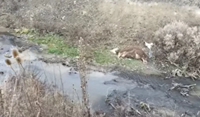 Devrekani'de şüpheli hayvan ölümü!