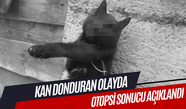 Kastamonu'daki kan donduran olayda otopsi sonucu açıklandı