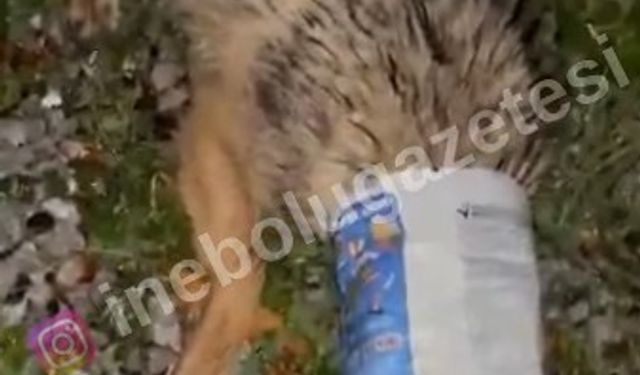 Kastamonu’da kirliliğin bedelini az kalsın 'çakal' ödüyordu