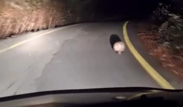 Hamile porsuk Kastamonu'da böyle görüntülendi