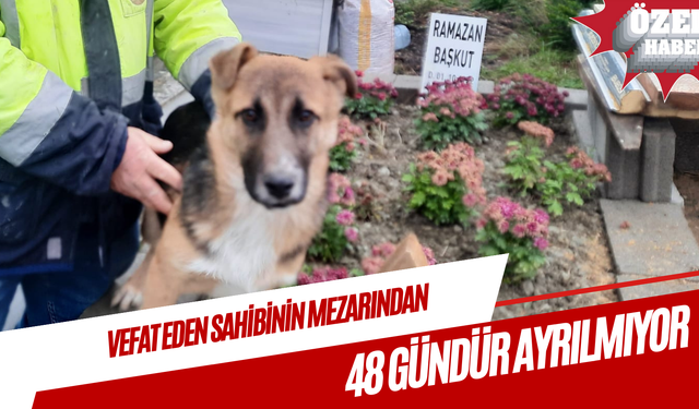 Vefat eden sahibinin mezarından 48 gündür ayrılmıyor