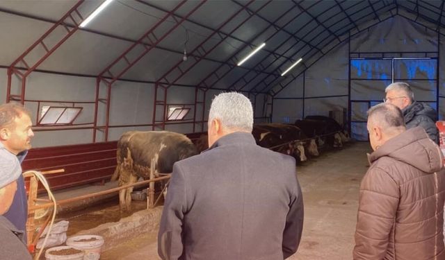 Kastamonu'da ilk angus düve teslimi yapıldı