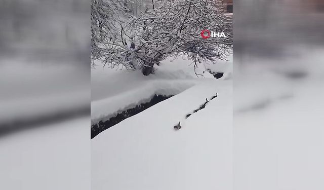 Kastamonu’da imamın çağırdığı kediler izleyenleri gülümsetti
