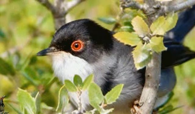 Kastamonu, KERTİK 2025’i 8'inci sırada tamamladı