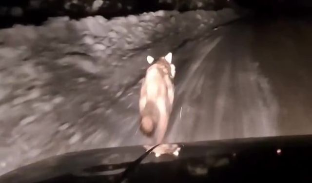 İşte o anlar! Kurt dakikalarca yoldan ayrılmadı
