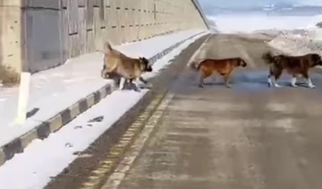 Devrekani–Kastamonu kavşağı sahipsiz hayvanlarla doldu