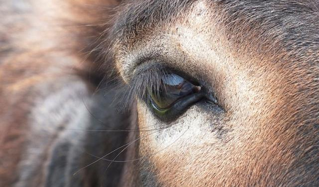 Kastamonu’daki 'Eşek' sayısı şaşırttı!
