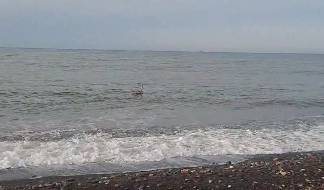 Cide sahilinde kuğu güzelliği