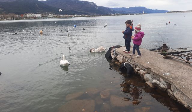 Cide'de çocuklar kuğuları elleriyle besledi