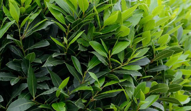 Akdeniz defnesinin Batı Karadeniz popülasyonları incelenecek