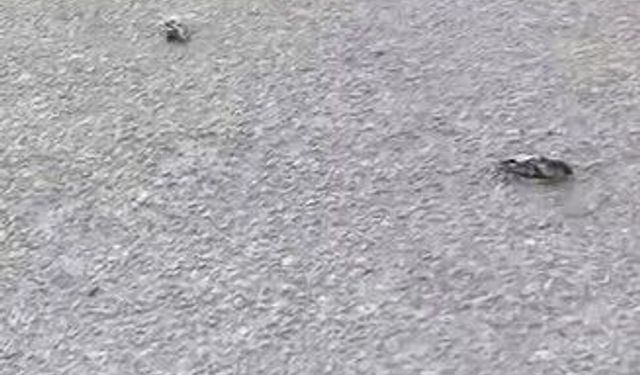 Kastamonu'da gizemli olay: Onlarcası ölü bulundu