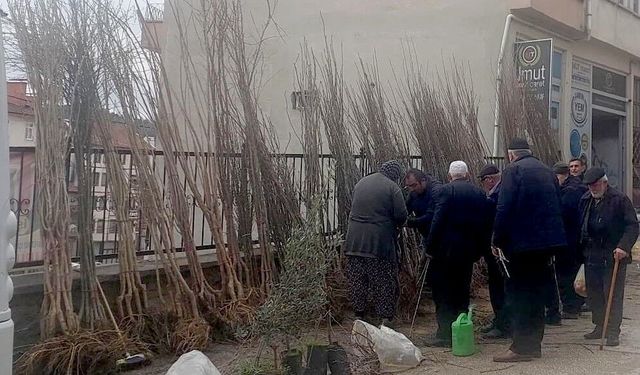 Kastamonu'da fidan satışlarında patlama