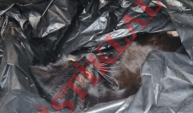 Kastamonu’da korkunç iddia: Canlı canlı çöpe mi attılar?