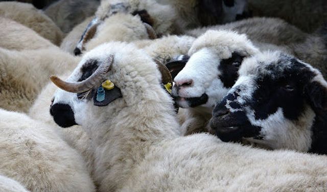 Kastamonu'da küçükbaş hayvancılık desteği başvuruları başladı
