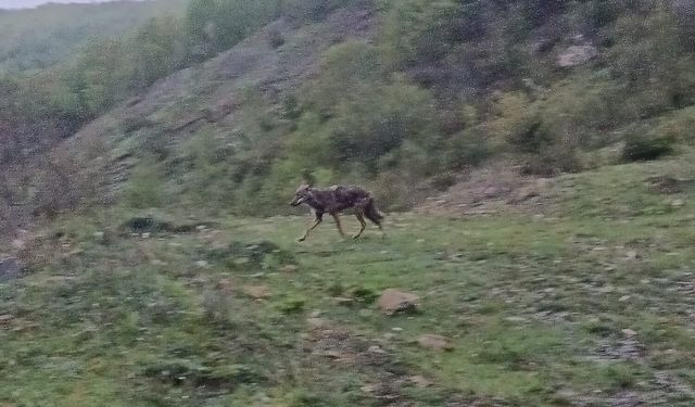 Aç kalan çakal köy yakınında görüntülendi