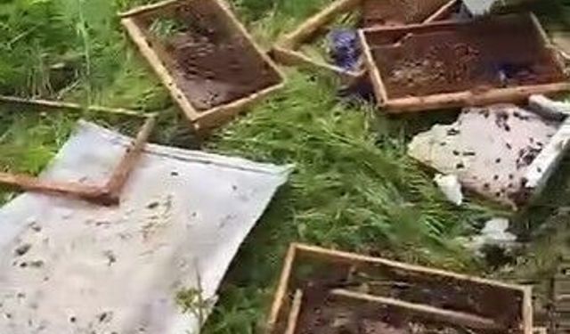 Kastamonu'da aç kalan ayılar köye inip arı kovanlarını parçaladı