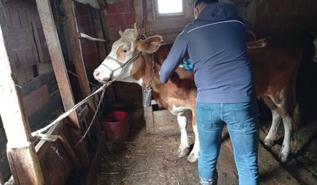 Kastamonu’da şap aşısı mesaisi