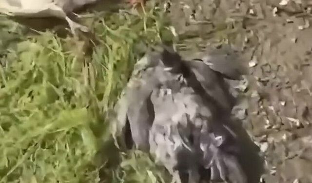 Tosya’da kümeslere giren köpekler tavukları telef etti