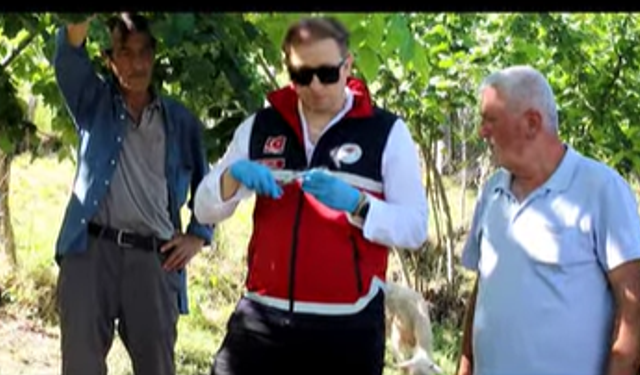Kastamonu'da kahverengi kokarcaya karşı samuray arısı bırakıldı