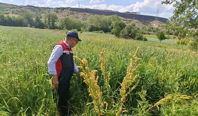 Yem bitkileri ekim alanları denetleniyor