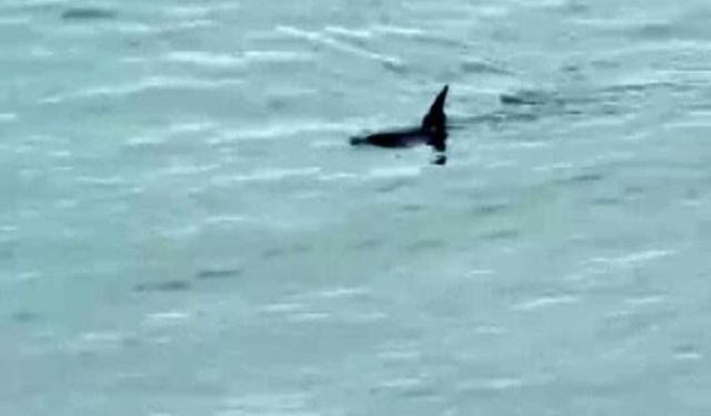Kastamonu’da doğal yaşam kamerada: Su samuru ve yunuslar görüntülendi