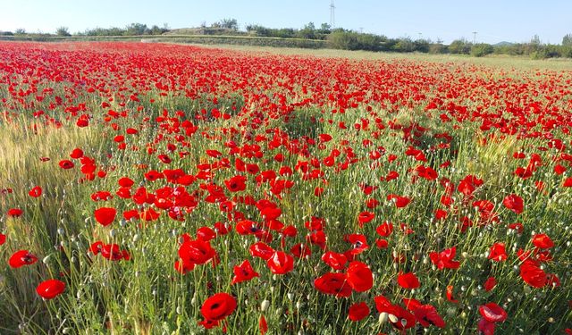 Kastamonu’nun kırmızı güzelliği: Gelincik tarlaları görenleri büyülüyor