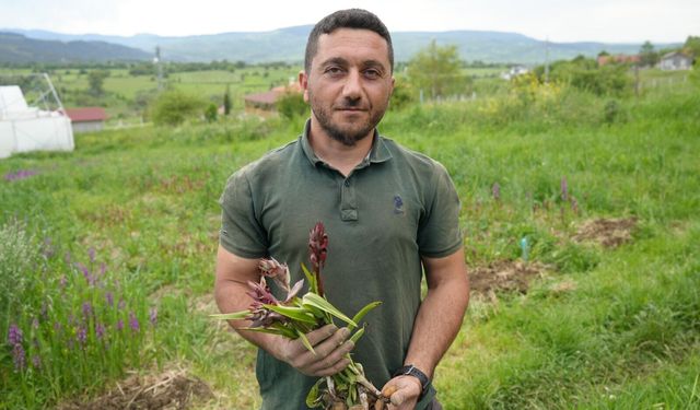 Kilosu 13 bin TL'yi bulan salebin hasadı Kastamonu'da sürüyor