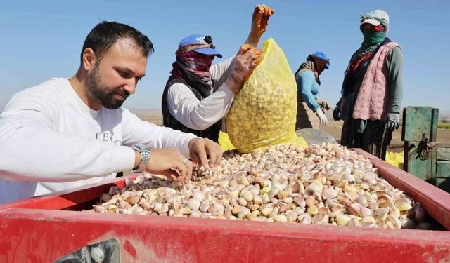 Taşköprü sarımsağına ciddi rakip: Beyaz altına Avrupalı tehdit!