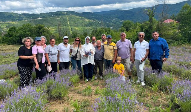 Abana’da mor hasat: Lavantalar toplandı