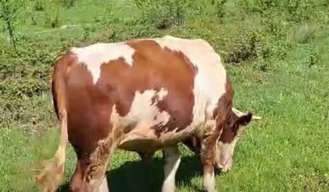 Cide’de kayıp TOSUN bulundu!