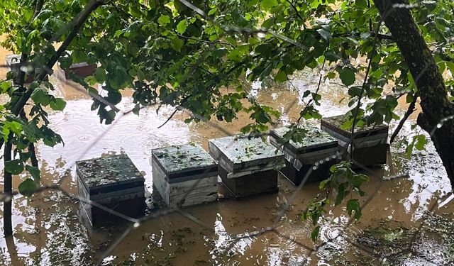 Cide'de sel felaketi: 350 kovan arı telef oldu, zarar 8 Milyon Lirayı buldu