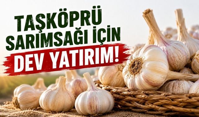 Taşköprü sarımsağı için dev yatırım!
