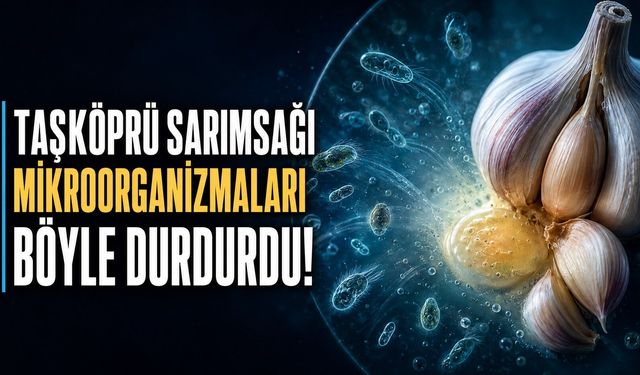 Taşköprü sarımsağı mikroorganizmaları böyle durdurdu!